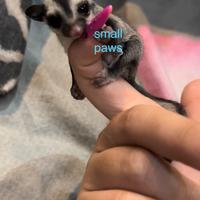 Petauro Dello Zucchero