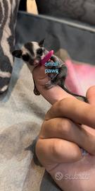 Petauro Dello Zucchero