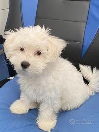 Cuccioli di maltese