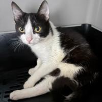 Gattino Zhànshì 5 mesi