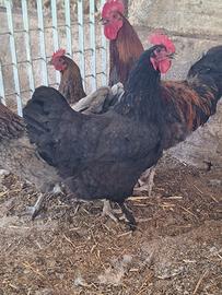 galline 