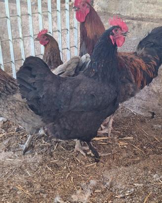 galline 
