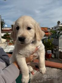 Golden retriever