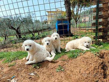 Cuccioli di Pastore Maremmano Abruzzese