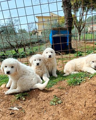 Cuccioli di Pastore Maremmano Abruzzese