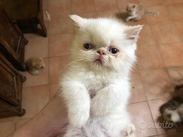 Gattina persiana exotic red point