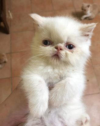 Gattina persiana exotic red point
