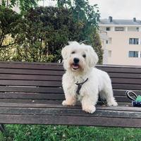 ?? maltese per accoppiamento - maltes