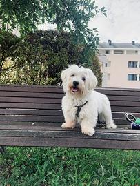 ?? maltese per accoppiamento - maltes