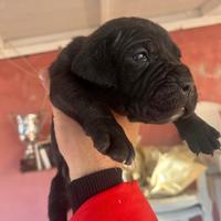 Cuccioli cane corso nero