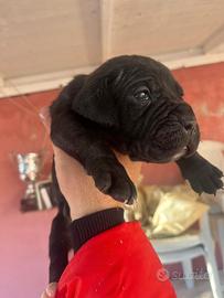 Cuccioli cane corso nero