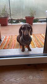 Bassotto per accoppiamento