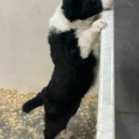 Border collie