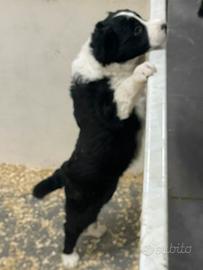 Border collie