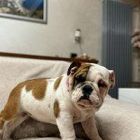 Cuccioli bulldog inglese