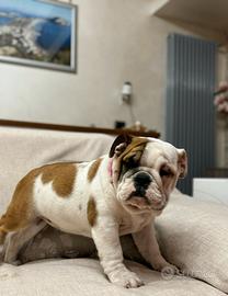 Cuccioli bulldog inglese