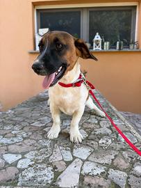 Cucciolo jack Russel