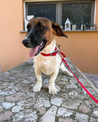Cucciolo jack Russel