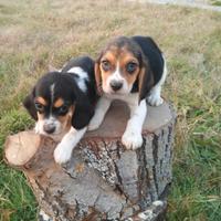 Beagle Cuccioli