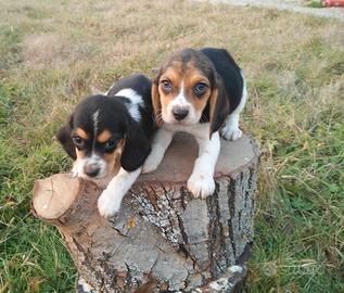 Beagle Cuccioli