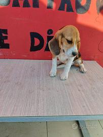 Beagle con pedigree ENCI
