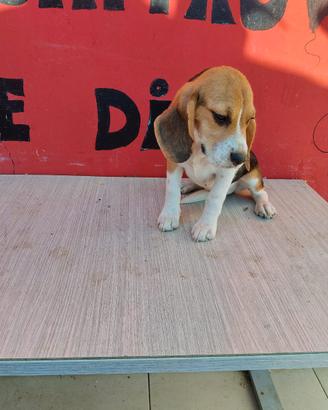 Beagle con pedigree ENCI