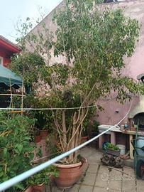 ficus benjamin