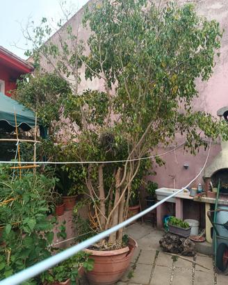 ficus benjamin