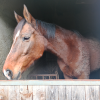 Cavalla da passeggio