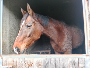 Cavalla da passeggio