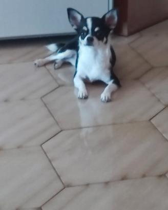 Chiwawa toy