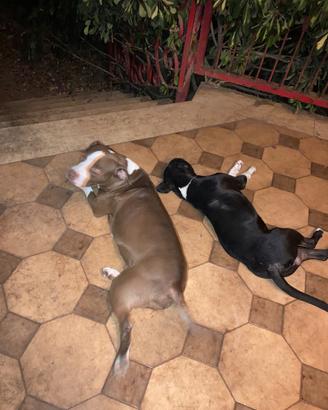 Cani di guardia