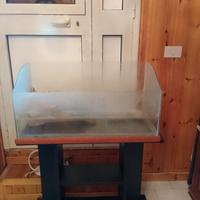 Teca tartaruga di Acqua 