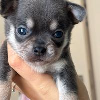 Cucciolo chihuahua blu tricolore