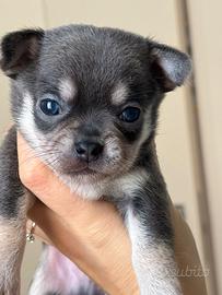 Cucciolo chihuahua blu tricolore