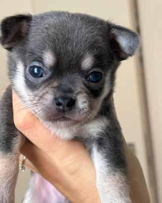 Cucciolo chihuahua blu tricolore