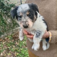 Cuccioli border collie linea da lavoro