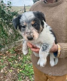 Cuccioli border collie linea da lavoro