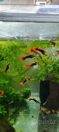 Pesci guppy