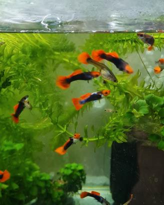 Pesci guppy