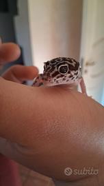 Geco Leopardino Mack Snow & Black Night Cross - Gi