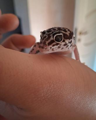 Geco Leopardino Mack Snow & Black Night Cross - Gi