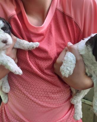 Cuccioli di Lagotto Romagnolo