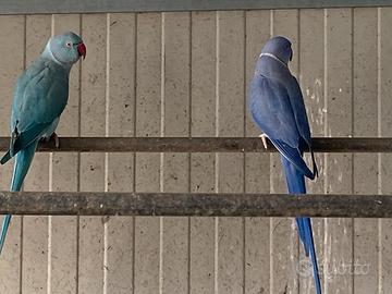 Parrocchetti dal collare