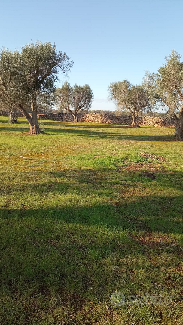 Terreno agricolo su Francavilla Fontana - Vista 5