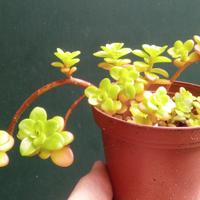 Pianta succulente o grassa 