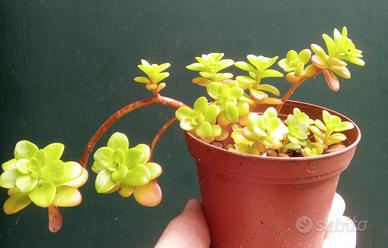 Pianta succulente o grassa 