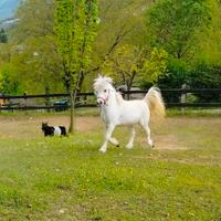 Pony francese castrone di 10 anni con capretta