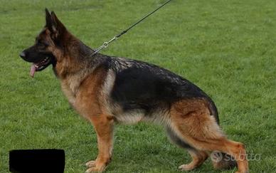 Pastore tedesco femmina selezionata