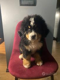 Bovaro del bernese